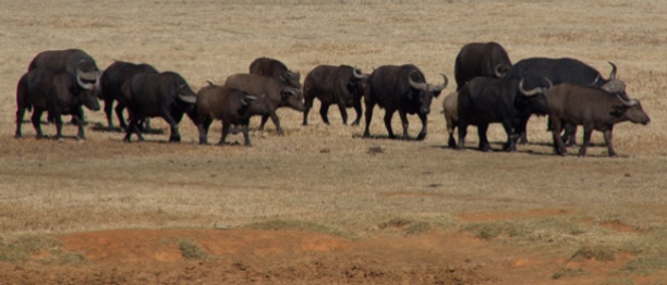 95-buffels
